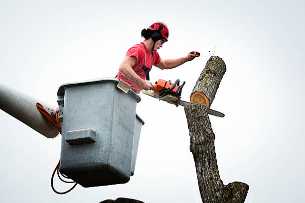 Grizzly Flats, CA Tree Services Company